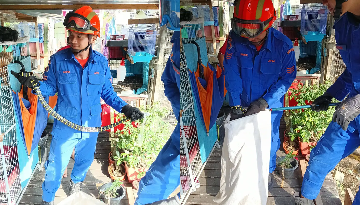 APM Mukah Safely Removes Snake from Bird Cage 1 Sarawak, Sarawak News, Mukah, Mukah News, Civil Defence, Wildlife Rescue, Public Safety