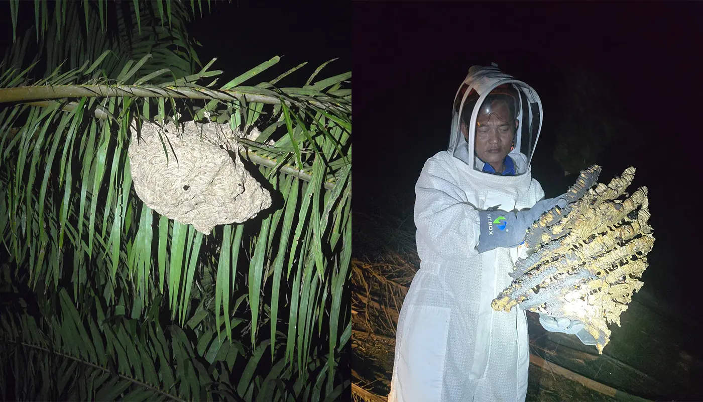 APM Pakan Destroyed Ground Wasp Nest at Oil Palm Plantation 1 Sarawak, Sarawak News, Pakan, Pakan News, Civil Defence, Public Safety, Wildlife Control, Emergency Response