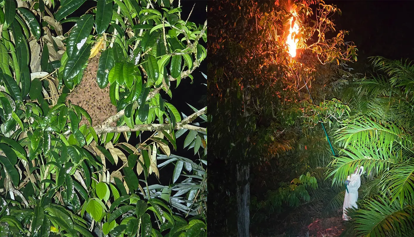 APM Pakan Safely Destroyed A Beehive on Tree 1 Sarawak, Sarawak News, Pakan, Pakan News, Wildlife, Public Safety, Emergency Response, Beehive Removal