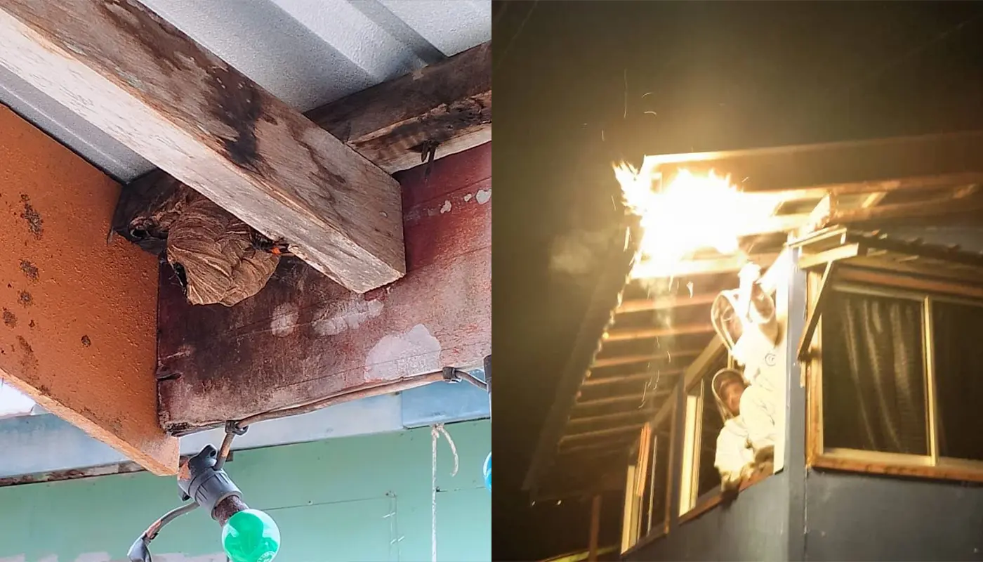 APM Safely Removed Hornet Nest in Belawai Seaside Village 1 Sarawak, Sarawak News, Tanjung Manis, Tanjung Manis News, Belawai, Belawai News, Civil Defence, Public Safety, Pest Control