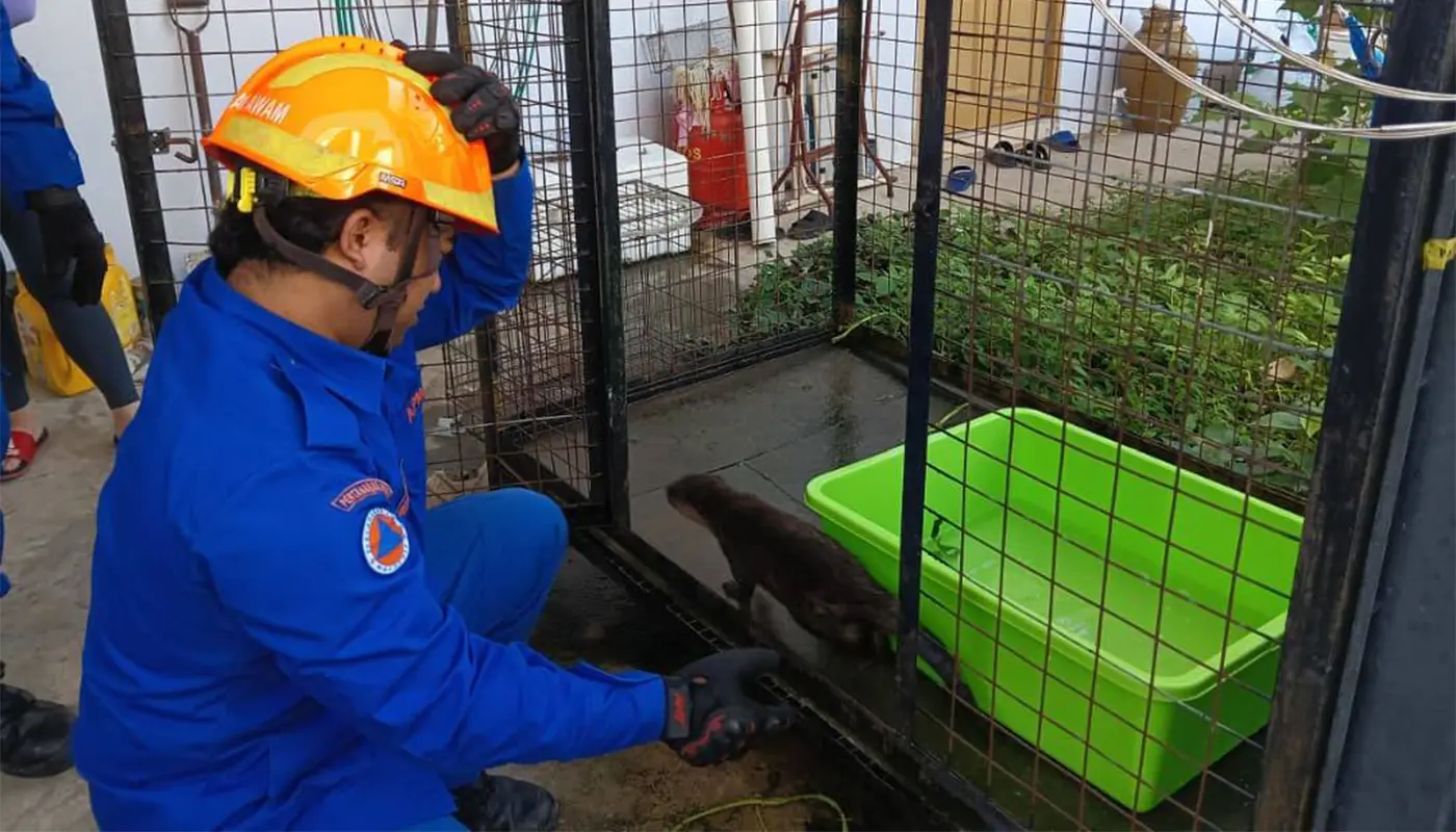 APM Sarikei Safely Captured Wild Otter After It Entered A Home 1 Sarawak, Sarawak News, Sarikei, Sarikei News, Wildlife Rescue, Civil Defence, Public Safety