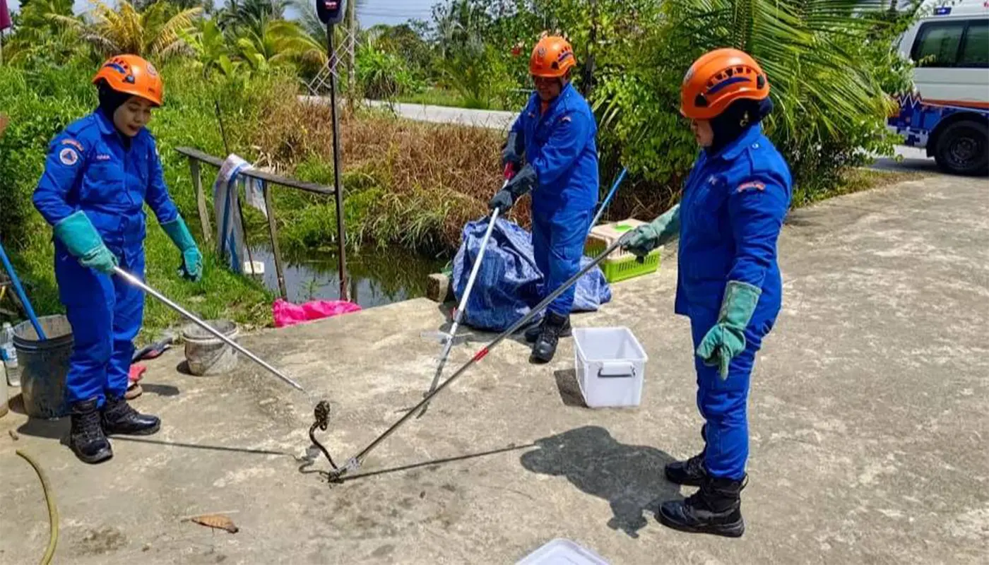 APM Sebauh Safely Captures Snake in Kampung Hilir 1 Sarawak, Sarawak News, Sebauh, Sebauh News, Snake Capture, Public Safety, APM Sebauh
