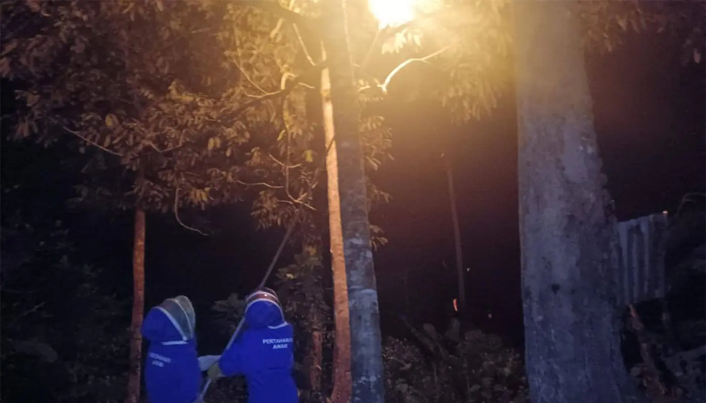 Sarawak, Sarawak News, Spaoh, Spaoh News, Wildlife, Public Safety, Civil Defence, Insect Control