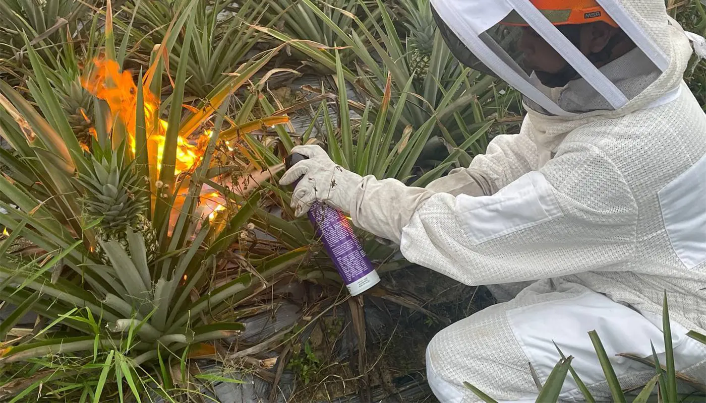 Sarawak, Sarawak News, Tanjung Manis, Tanjung Manis News, Wildlife, Public Safety, Emergency Response, Insect Nest Removal
