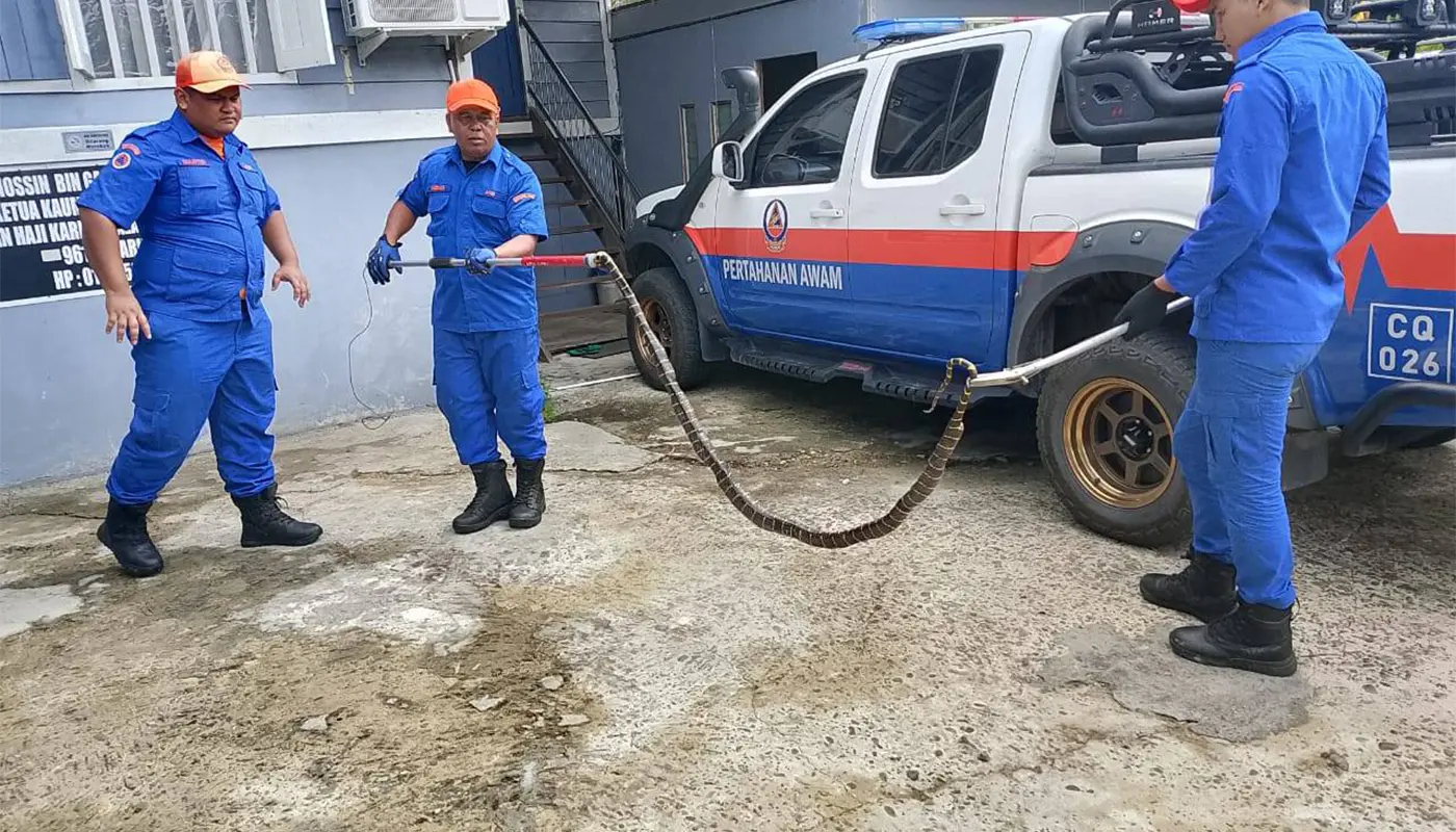 Civil Defence Force Captures Golden Ring Snake in Sarikei 1 Sarawak, Sarawak News, Sarikei, Sarikei News, Civil Defence, Wildlife Rescue, Snake Capture, Public Safety