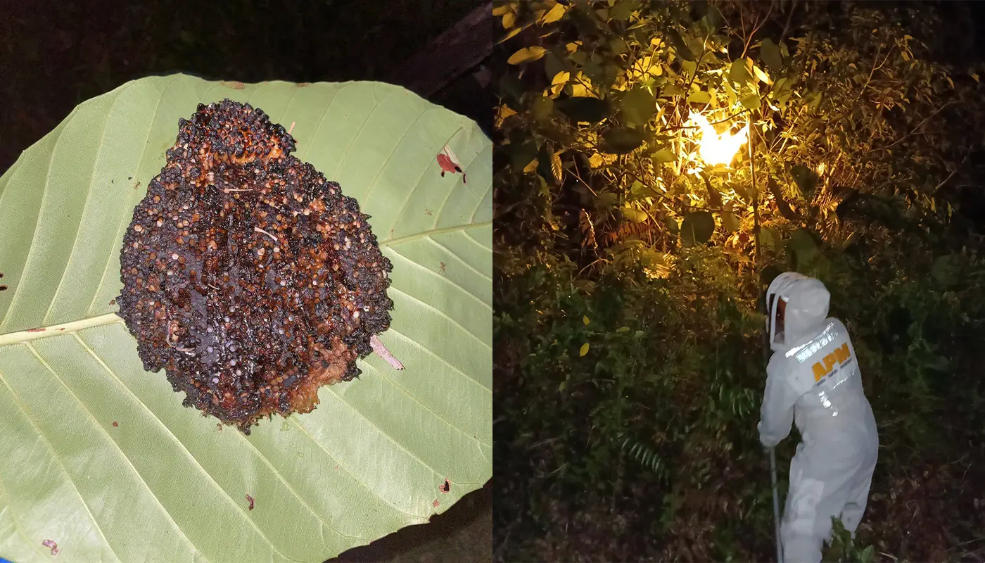 Civil Defence Force Destroyed Dwarf Bee Nest in Mukah 1 Sarawak, Sarawak News, Mukah, Mukah News, Civil Defence, Emergency Response, Public Safety, Insect Nest Removal