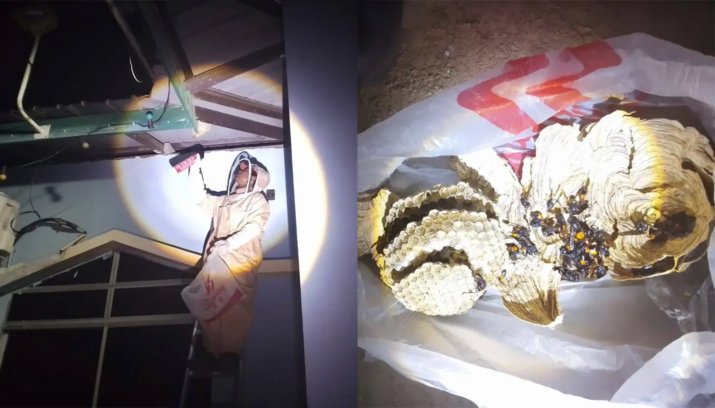 Civil Defence Team Safely Removes Wasp Nest at Lawas Surau 1 Sarawak, Sarawak News, Lawas, Lawas News, Civil Defence, Community Safety, Emergency Response, Public Health