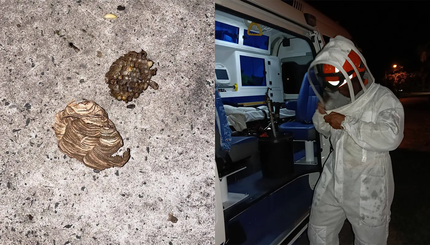Civil Defence Team Successfully Destroyed Wasp Nest in Mukah 1 Sarawak, Sarawak News, Mukah, Mukah News, Civil Defence, Emergency Response, Public Safety, Insect Nest Removal