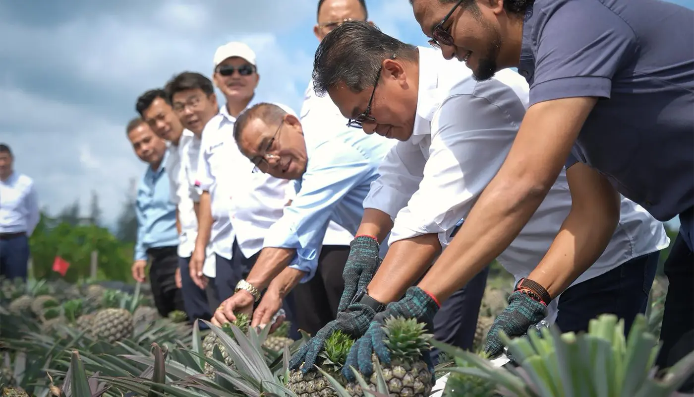 Sarawak, Sarawak News, Miri, Miri News, Pineapple Industry, Agro-Food, Agriculture, Modern Farming, Economic Growth