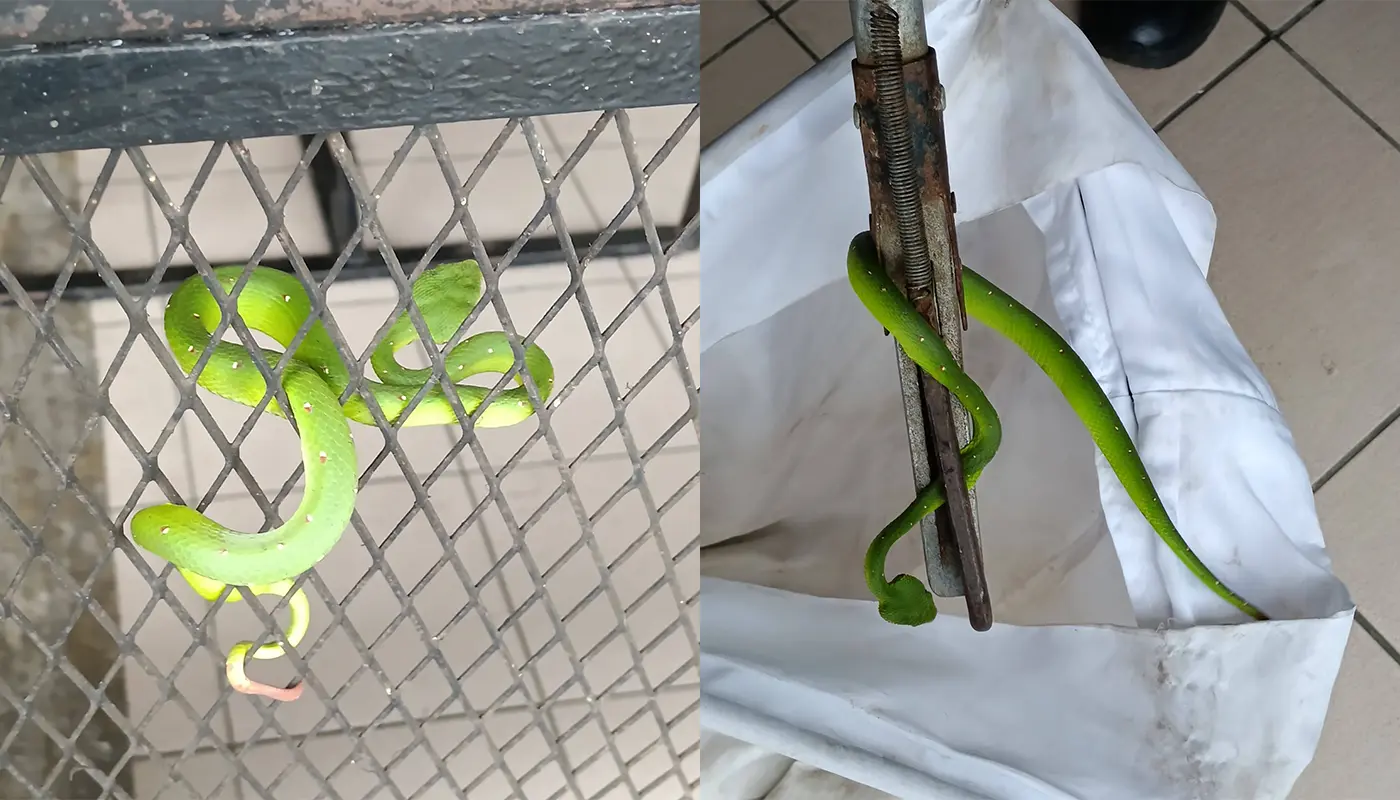 Mukah Civil Defence Force Captures Snake Outside Local Premises 1 Sarawak, Sarawak News, Mukah, Mukah News, Civil Defence, Emergency Response, Snake Capture, Public Safety