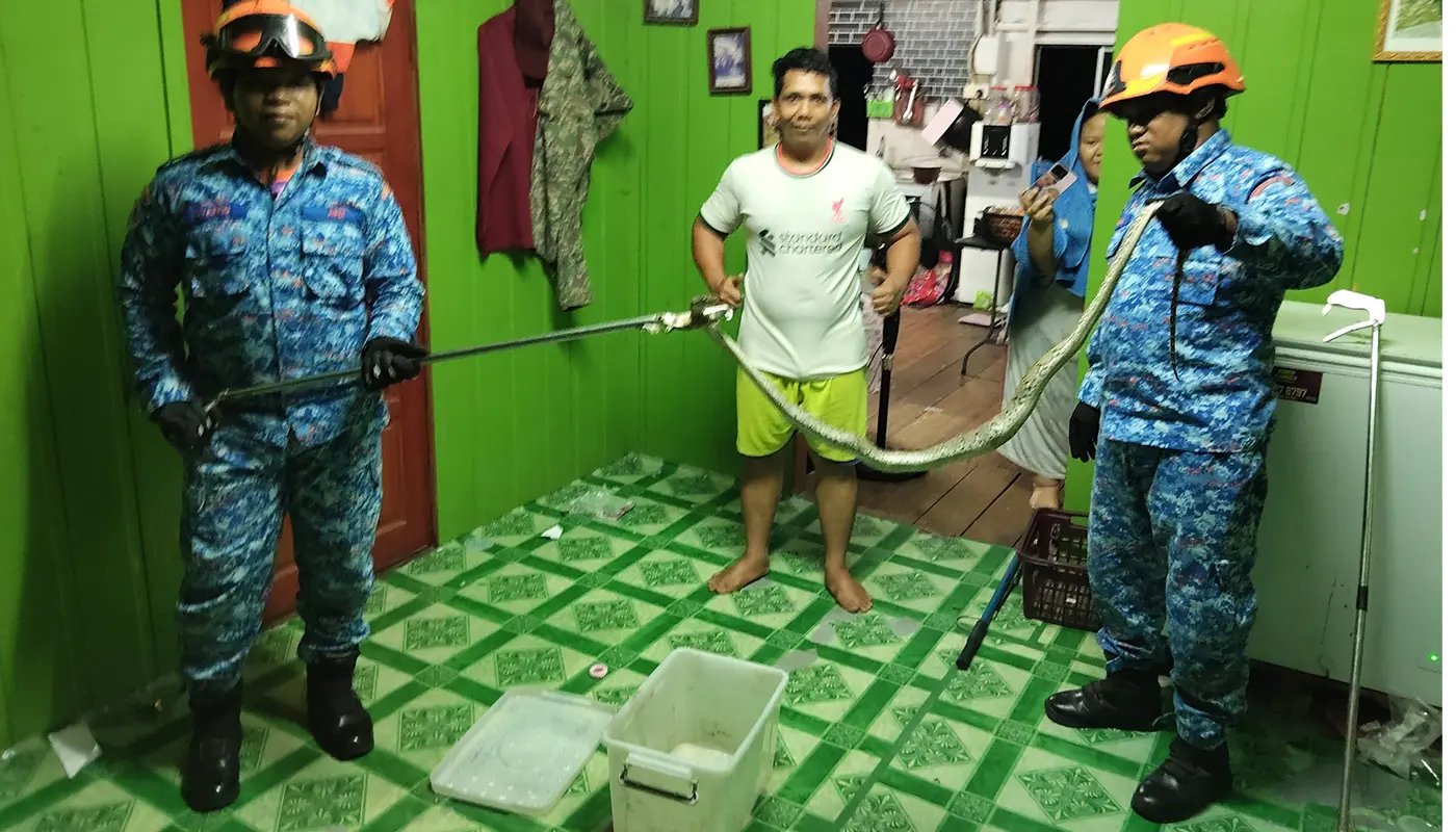 Python Startles Spaoh Resident During Early Morning Cooking 1 Sarawak, Sarawak News, Spaoh, Spaoh News, Wildlife, Emergency Response, Snake Incident, Public Safety