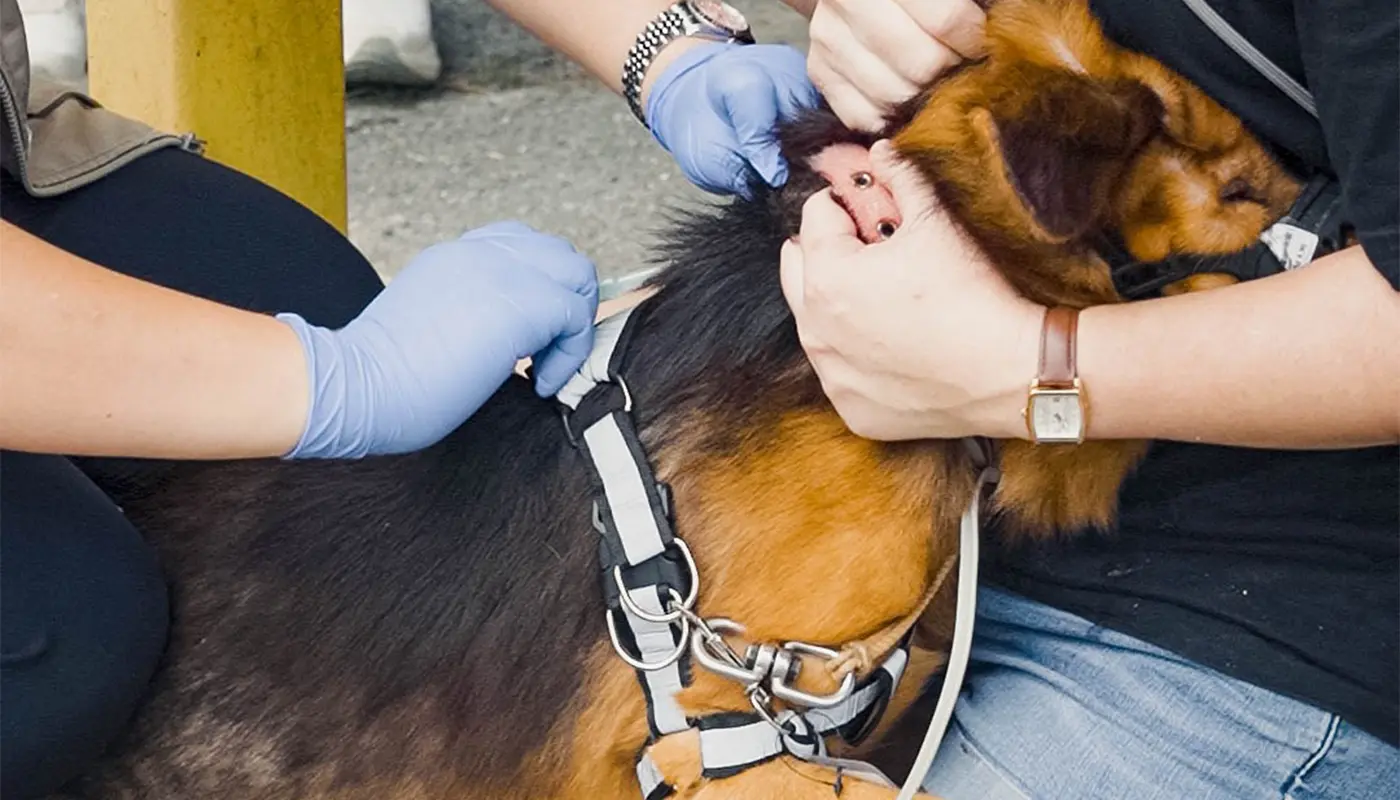 Sarawak, Sarawak News, Kuching, Kuching News, Rabies Control, ORV, SSPCA, Public Health, Dog Licensing, Vaccination Programme