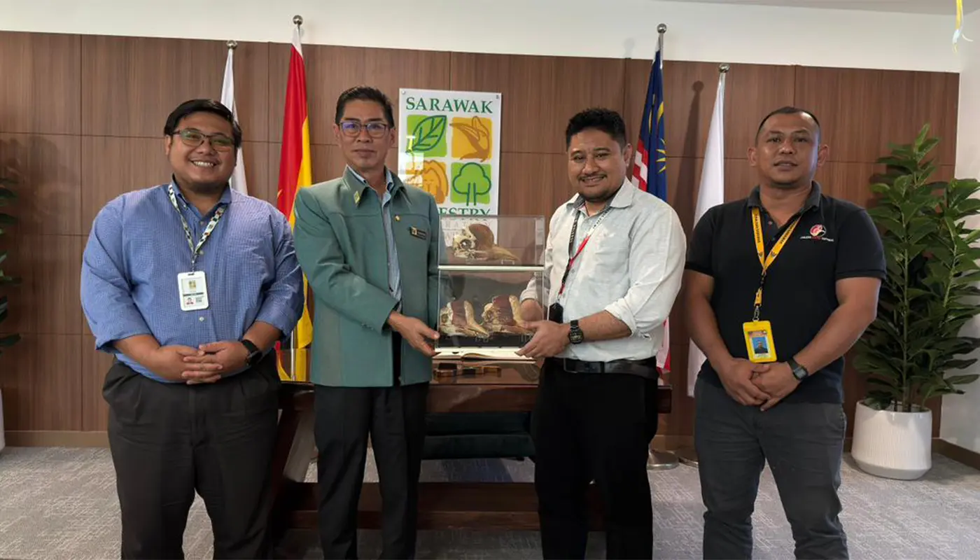 Sarawak Museum Restores 3 Rhinoceros Hornbill Casques for Conservation 1 Sarawak, Sarawak News, Kuching, Kuching News, Sarawak Museum, Sarawak Forestry Corporation, Rhinoceros Hornbill, Wildlife Conservation, Natural Heritage, Taxidermy