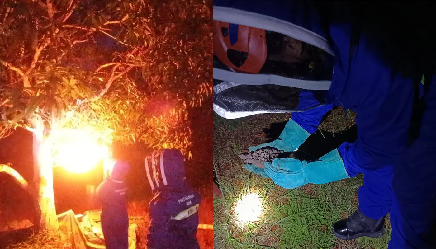 Sebauh Civil Defence Force Successfully Destroyed Wasp Nest 1 Sarawak, Sarawak News, Sebauh, Sebauh News, Civil Defence, Emergency Response, Public Safety, Wildlife Incident