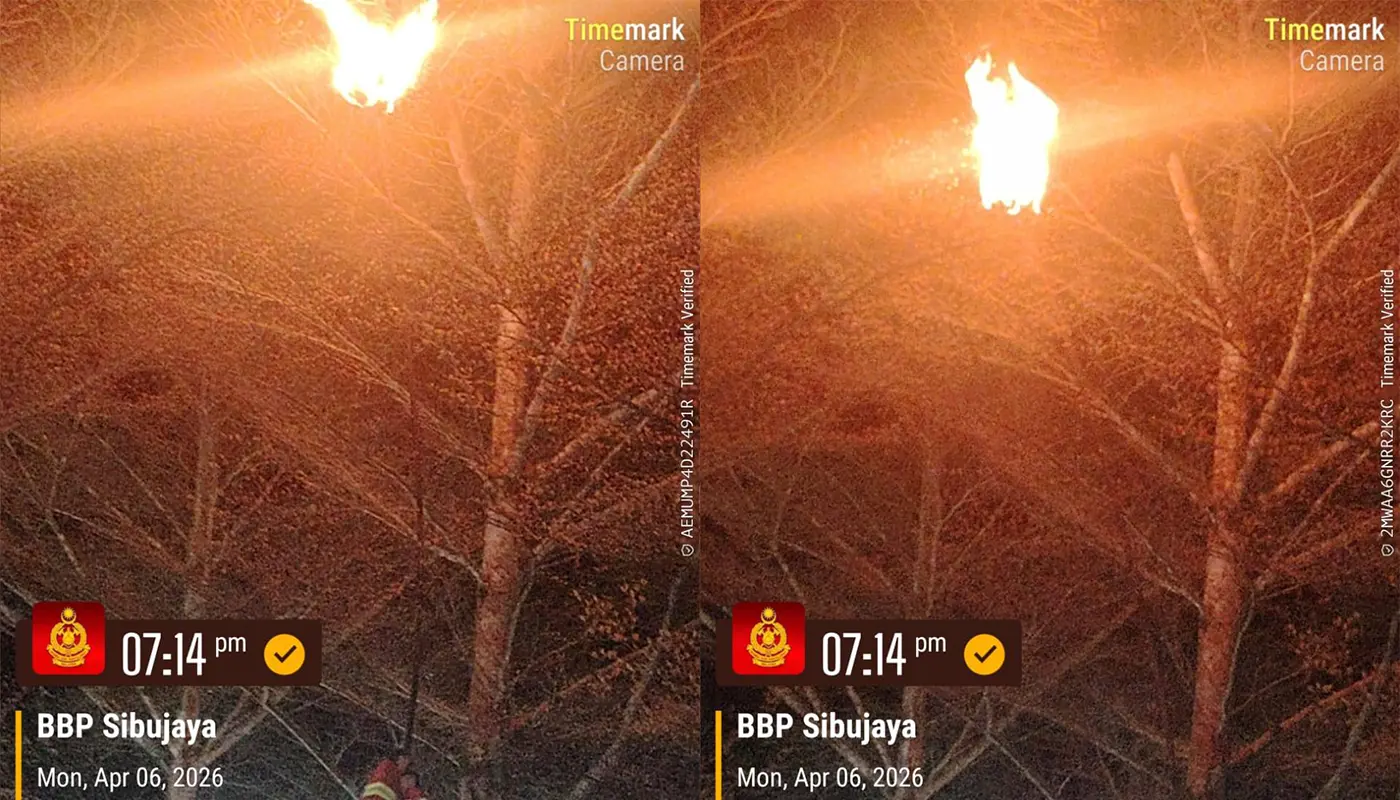 Sibu Firefighters Remove Insect Nest From Tree Safely Using Controlled Fire 1 Sarawak, Sarawak News, Sibu, Sibu News, Insect Nest Removal, Emergency Response, Community Safety