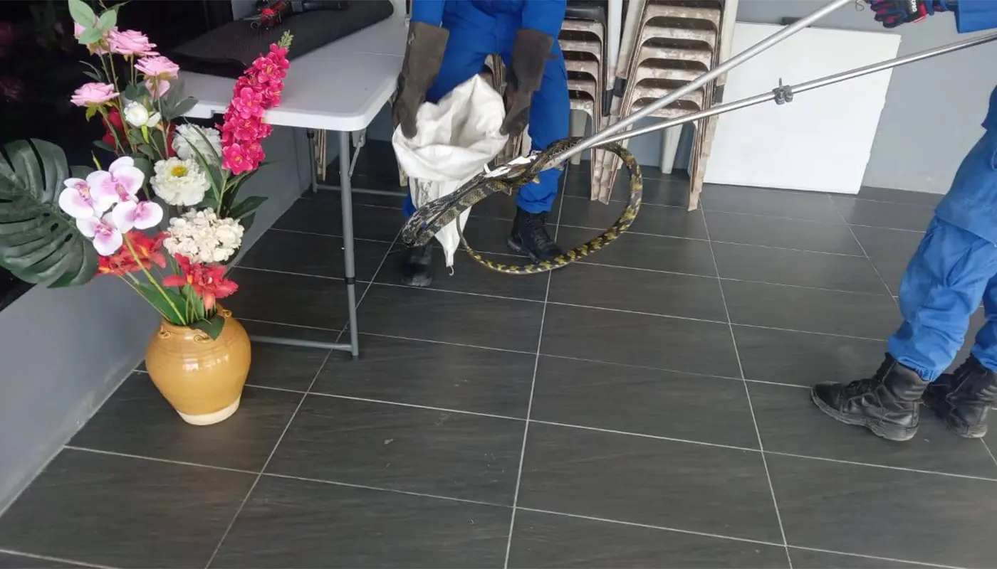 APM Safely Removed Yellow Cane Snake in Siburan 1 Sarawak, Sarawak News, Siburan, Snake Catching, Civil Defence, Public Safety, Wildlife Incident