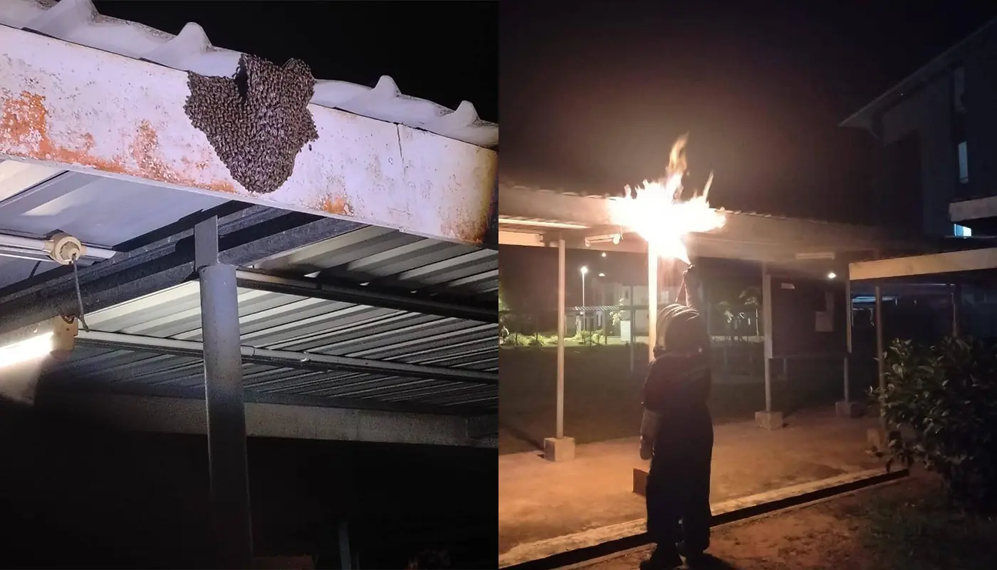 APM Bintulu Destroys Large Beehive at Dormitory Area 1 Sarawak, Sarawak News, Bintulu, Bintulu News, Civil Defence, Beehive Removal, Wildlife Incident, Emergency Response