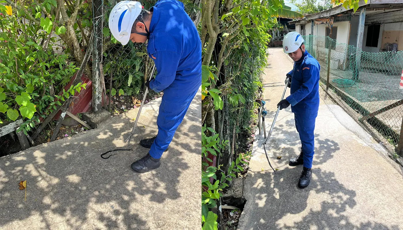 APM Bintulu Safely Captures A Cobra Outside Home 1 Sarawak, Sarawak News, Bintulu, Bintulu News, Civil Defence, Emergency Response, Public Safety, Snake Catching