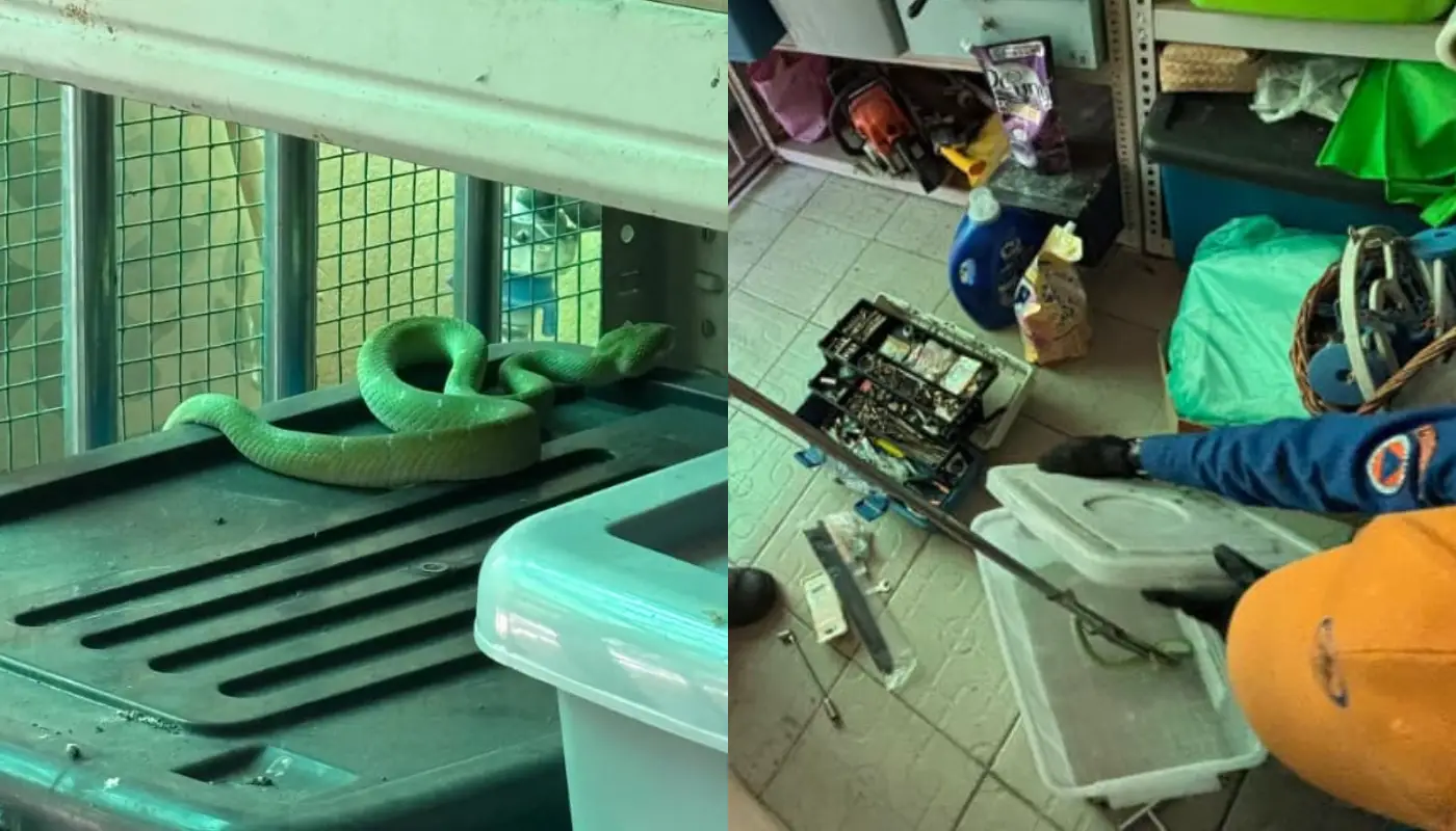 APM Bintulu Safely Captures Snake in Storehouse 1 Sarawak, Sarawak News, Bintulu, Bintulu News, Wildlife Rescue, APM Bintulu, Snake Capture, Public Safety