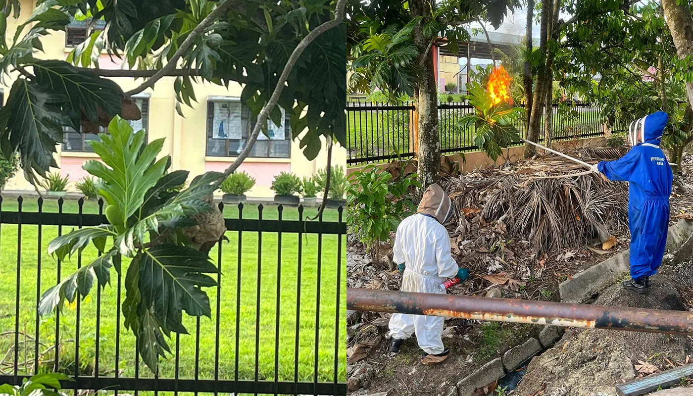 APM Bintulu Safely Handles Ground Wasp Nest 1 Sarawak, Sarawak News, Bintulu, Bintulu News, Public Safety, Emergency Response, Insect Nest Removal, Civil Defence