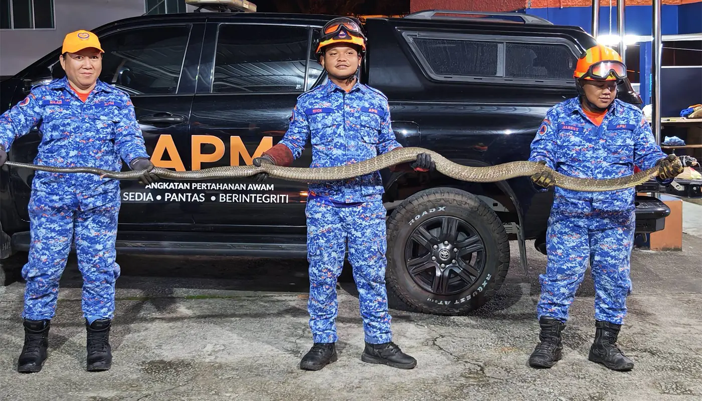 APM Captures 4-Metre Long Velvet Snake in Bau 1 Sarawak, Sarawak News, Bau, Bau News, Civil Defence, Emergency Response, Wildlife Incident