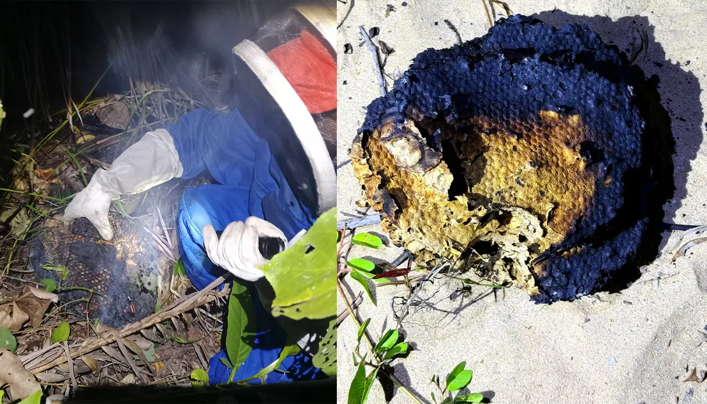 APM Destroys Giant Wasp Nest at A Sematan Resort 1 Sarawak, Sarawak News, Sematan, Sematan News, Bukit Sematan Resort, Public Safety, Civil Defence, APM Sematan, Insect Nest Removal