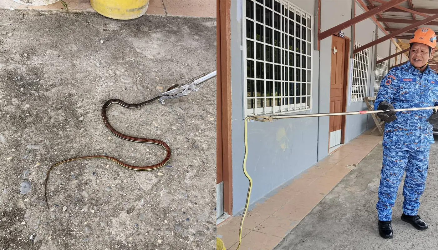 APM Julau Captures Python Outside Local Longhouse 1 Sarawak, Sarawak News, Julau, Julau News, Civil Defence Force, APM Julau, Wildlife Removal, Python Capture