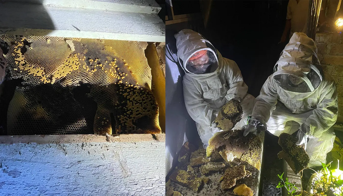 Sarawak, Sarawak News, Julau, Julau News, Rumah Lidoh, Sungai Sekerupok, Public Safety, Civil Defence, APM Julau, Insect Nest Removal