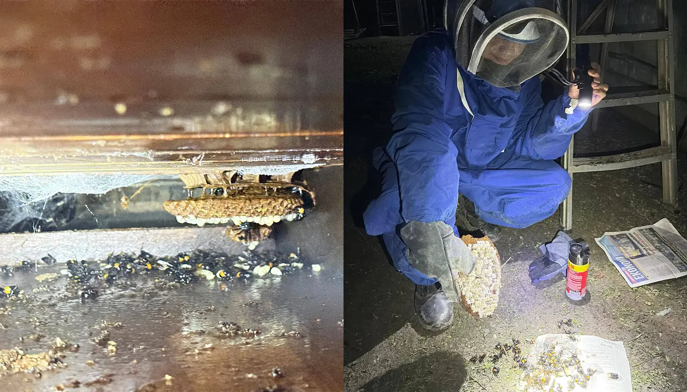 Sarawak, Sarawak News, Limbang, Limbang News, Public Safety, Emergency Response, Insect Nest Removal, Civil Defence
