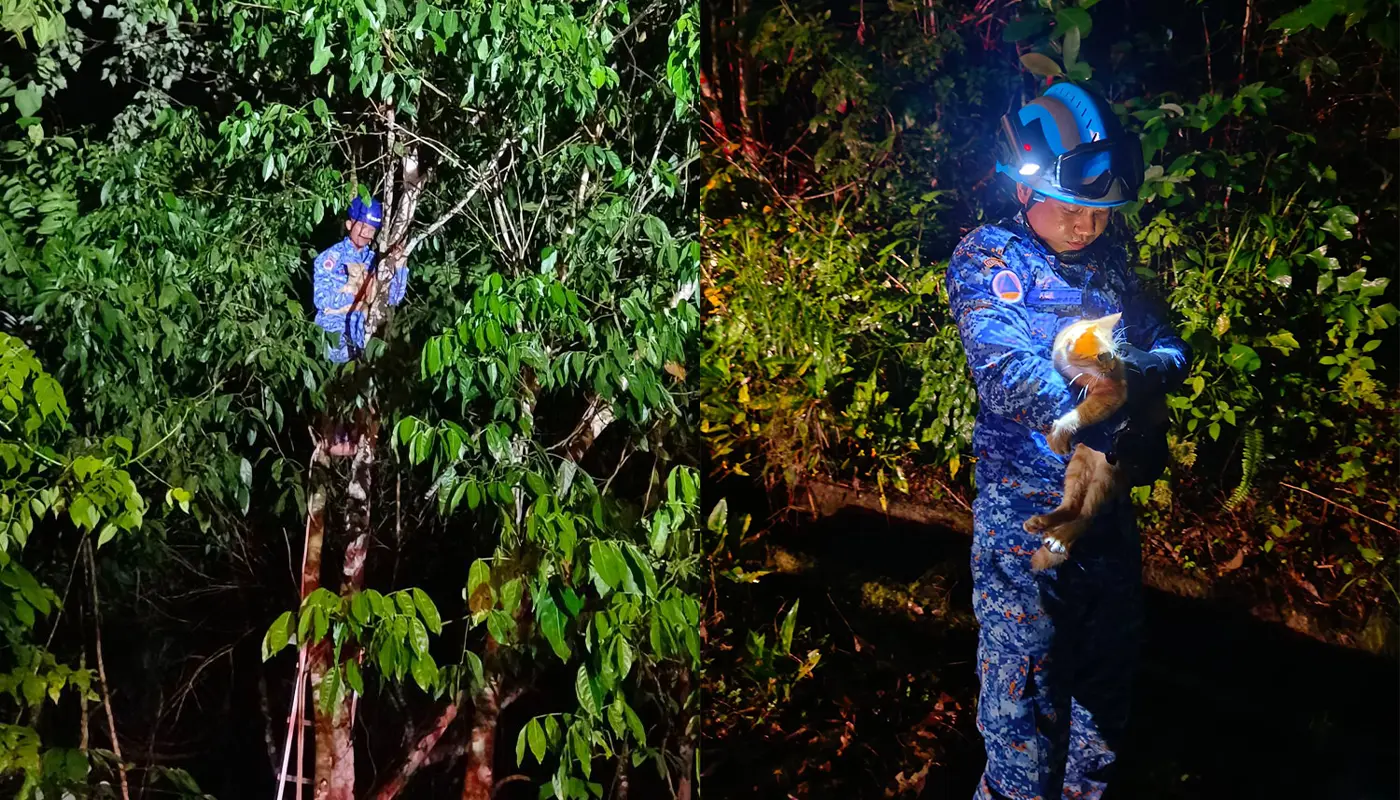 APM Limbang Rescues Cat Trapped in Tree at Night 1 Sarawak, Sarawak News, Limbang, Limbang News, Civil Defence, Emergency Response, Public Safety, Pet Rescue