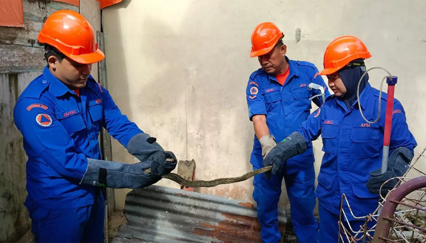 APM Marudi Captures Python in Village Kitchen 1 Sarawak, Sarawak News, Marudi, Marudi News, Wildlife Rescue, Snake Capture, Public Safety, APM Marudi