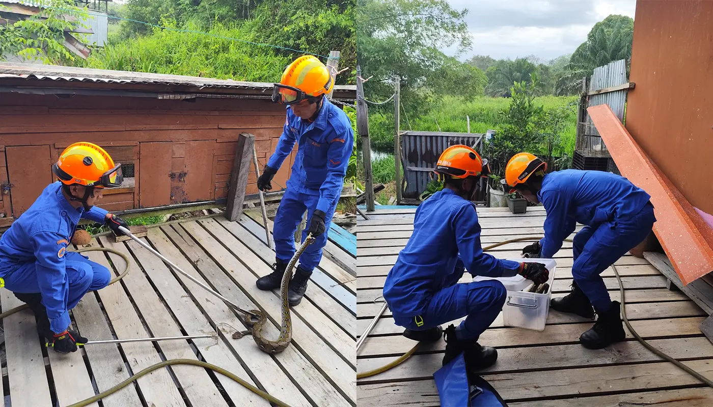 APM Matu Captures Python in Kampung Sekaan Kechil 1 Sarawak, Sarawak News, Matu, Matu News, Wildlife Rescue, Public Safety, APM Matu, Snake Capture