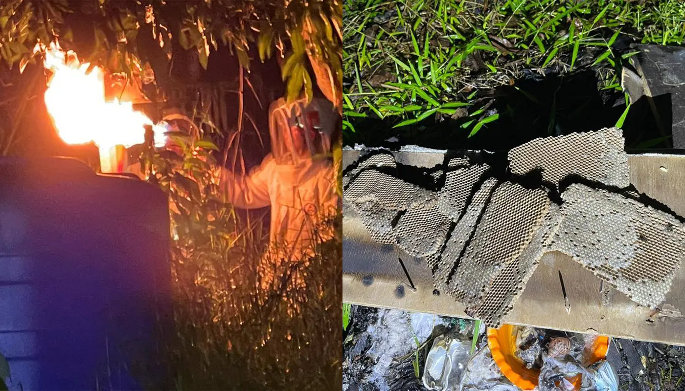 APM Matu Destroyed A Large Black Stinger’s Nest 1 Sarawak, Sarawak News, Matu, Matu News, Public Safety, APM Matu, Insect Nest Removal, Emergency Response