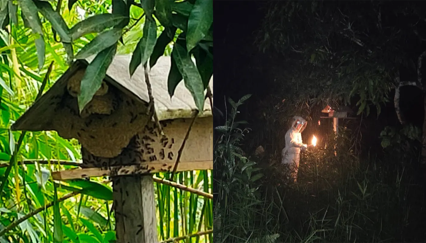 APM Matu Destroys Black Stinger’s Nest Safely 1 Sarawak, Sarawak News, Matu, Matu News, Public Safety, APM Matu, Insect Nest Removal, Emergency Response