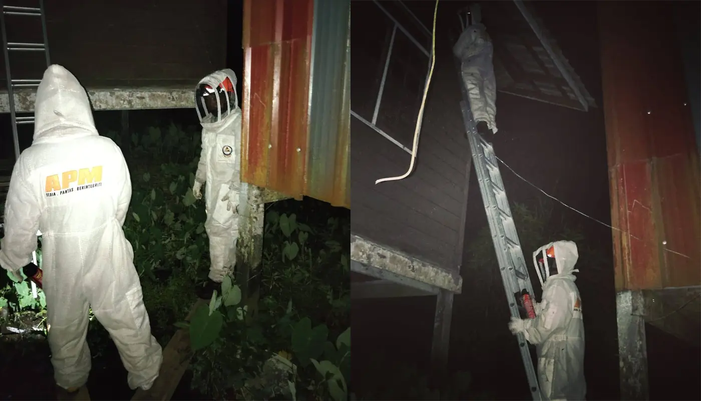 APM Matu Destroys Large Wasp Nest Safely 1 Sarawak, Sarawak News, Matu, Matu News, Public Safety, APM Matu, Insect Nest Removal, Emergency Response