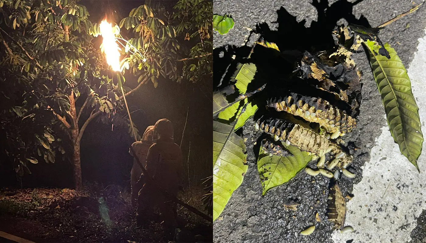 APM Matu Removes Large Wasps’ Nest in Kampung Berjaya 1 Sarawak, Sarawak News, Matu, Matu News, Public Safety, APM Matu, Wasps Nest, Emergency Response