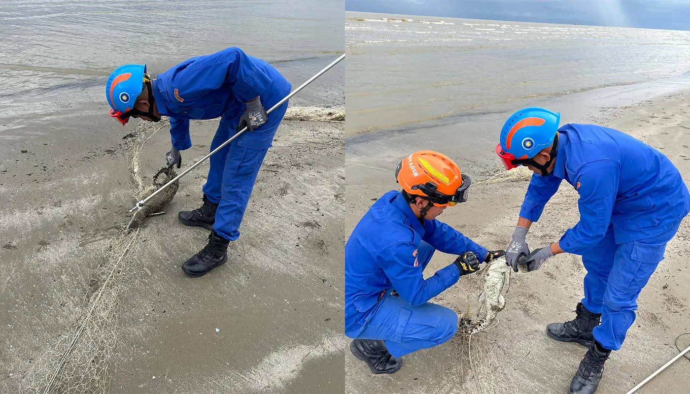 APM Mukah Frees Crocodile Trapped in Net on Beach 1 Sarawak, Sarawak News, Mukah, Mukah News, Civil Defence, Crocodile Rescue, Wildlife Incident, Emergency Response