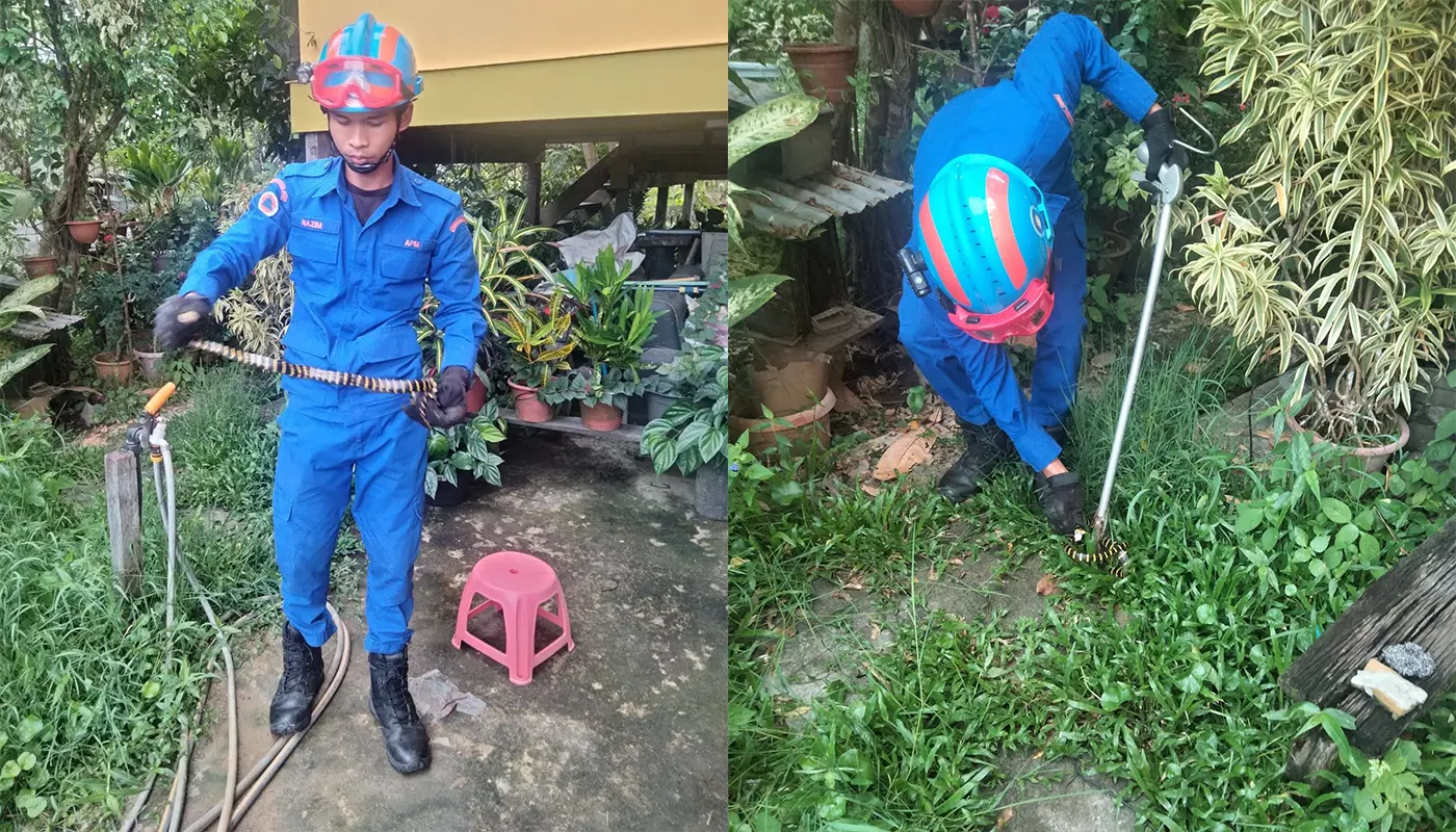 APM Mukah Safely Captures Ringed Snake Near Home 1 Sarawak, Sarawak News, Mukah, Mukah News, Civil Defence, Snake Capture, Wildlife Incident, Emergency Response