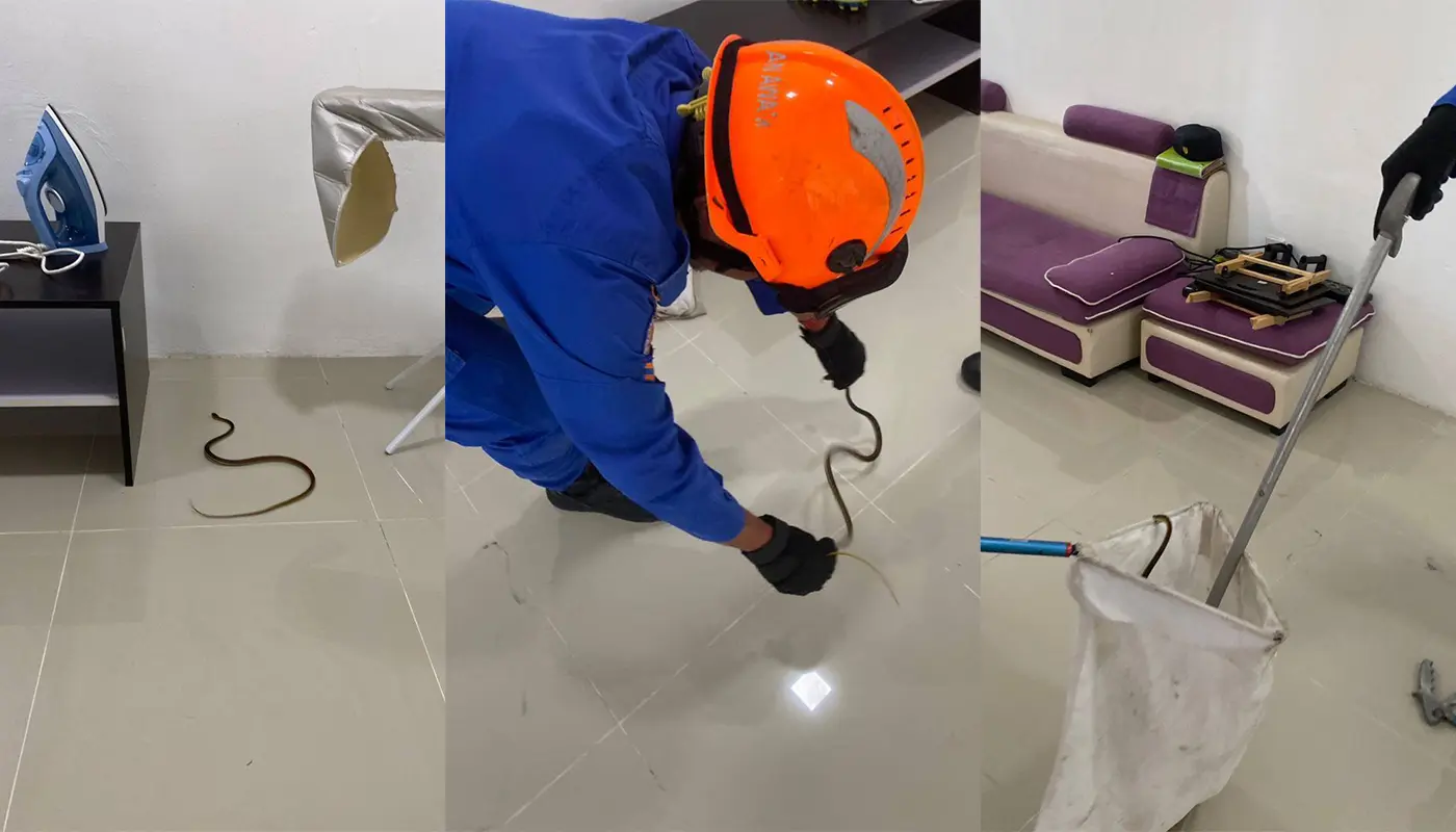 APM Mukah Safely Captures Viper in Living Room 1 Sarawak, Sarawak News, Mukah, Mukah News, Wildlife Rescue, Snake Capture, Public Safety, APM Mukah