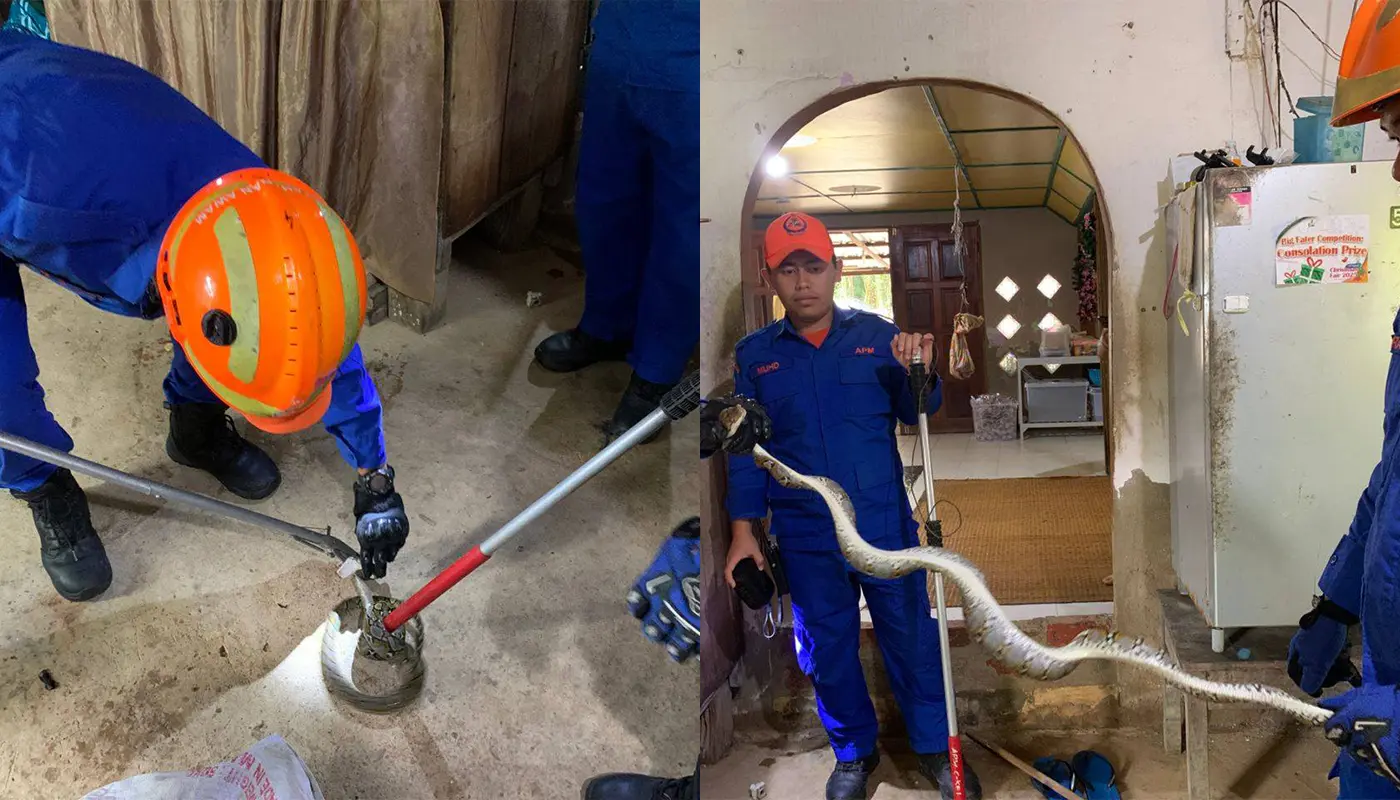 APM Sarikei Safely Captures Python in Residential Kitchen 1 Sarawak, Sarawak News, Sarikei, Sarikei News, Wildlife Rescue, Public Safety, APM Sarikei, Snake Capture