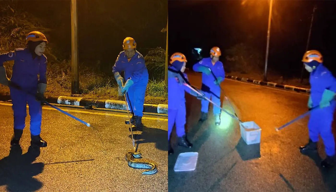 APM Sebauh Captures Python in Kampung Masjid 1 Sarawak, Sarawak News, Sebauh, Sebauh News, Snake Capture, APM, Emergency Response, Public Safety