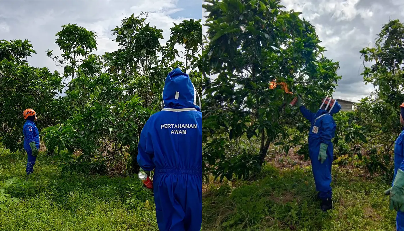 Sarawak, Sarawak News, Sebauh, Sebauh News, Civil Defence, Fire Ant Nest, Wildlife Incident, Emergency Response