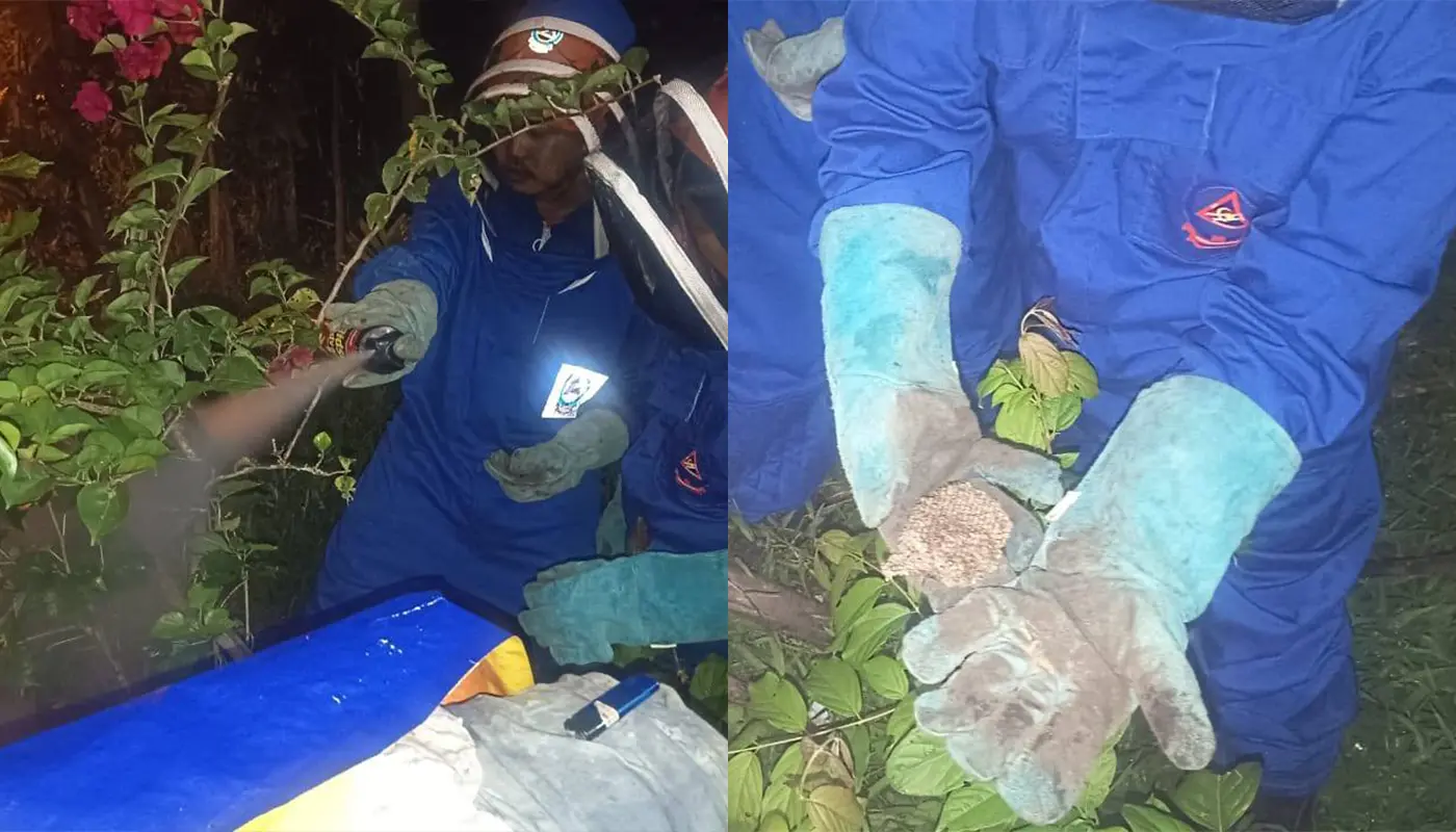 APM Sebauh Removes Beehive from Residential Garden 1 Sarawak, Sarawak News, Sebauh, Sebauh News, Civil Defence, Beehive Removal, Wildlife Incident, Emergency Response