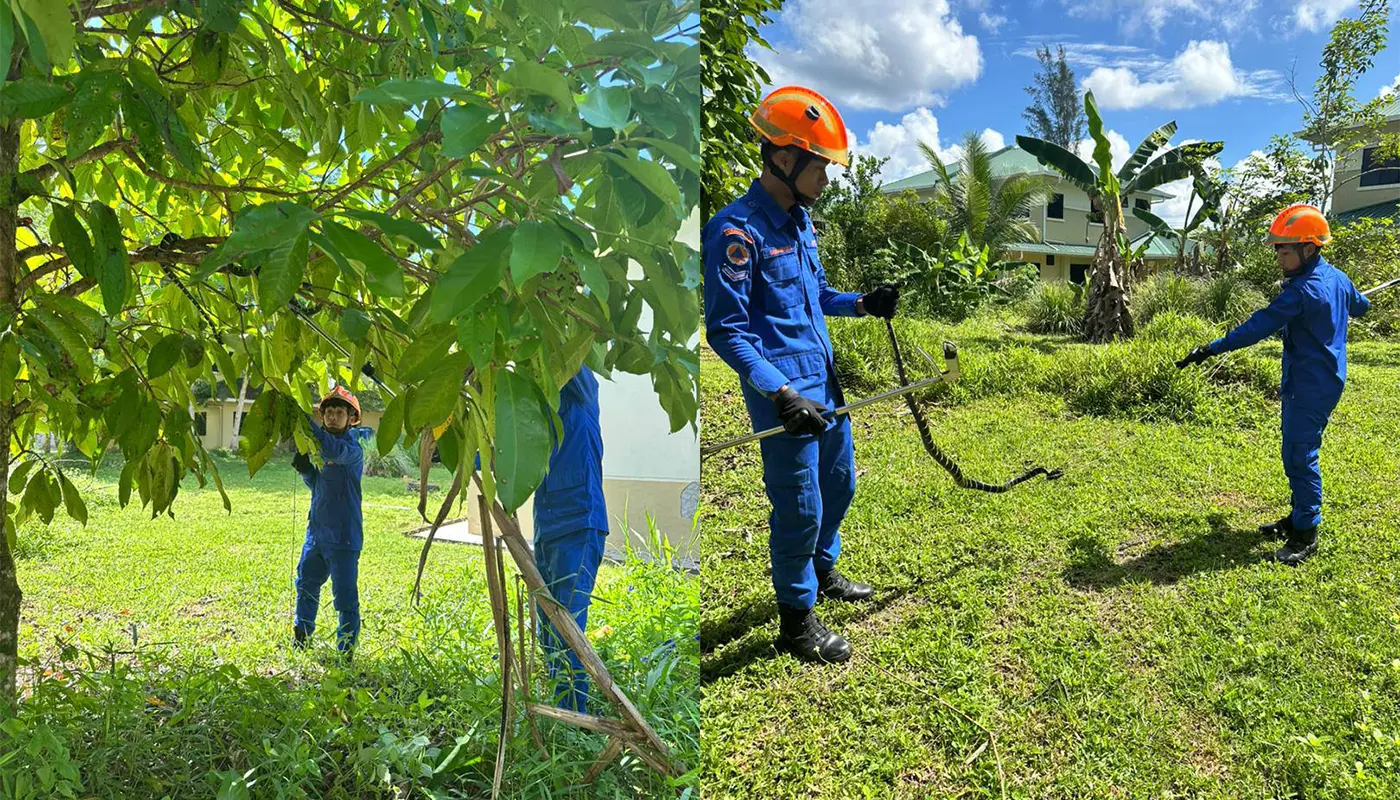 APM Tanjung Manis 2-Metre Golden Ring Snake 1 Sarawak, Sarawak News, Tanjung Manis, Tanjung Manis News, Civil Defence Force, APM Tanjung Manis, Wildlife Removal, Snake Capture