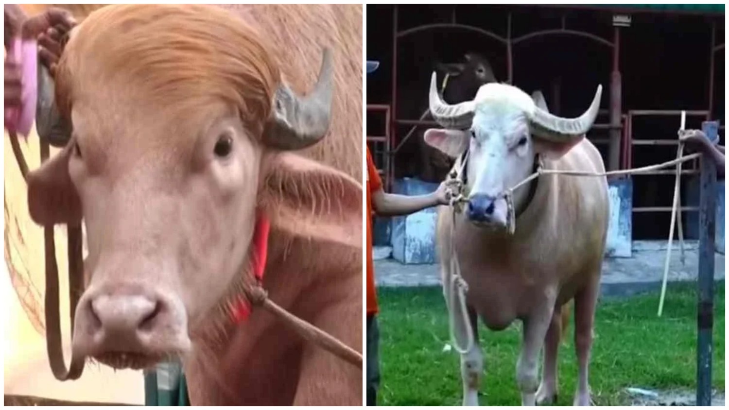 Albino Buffaloes ‘Trump’ and ‘Netanyahu’ Go Viral in Bangladesh 1 Albino Buffaloes ‘Trump’ and ‘Netanyahu’ Go Viral in Bangladesh
