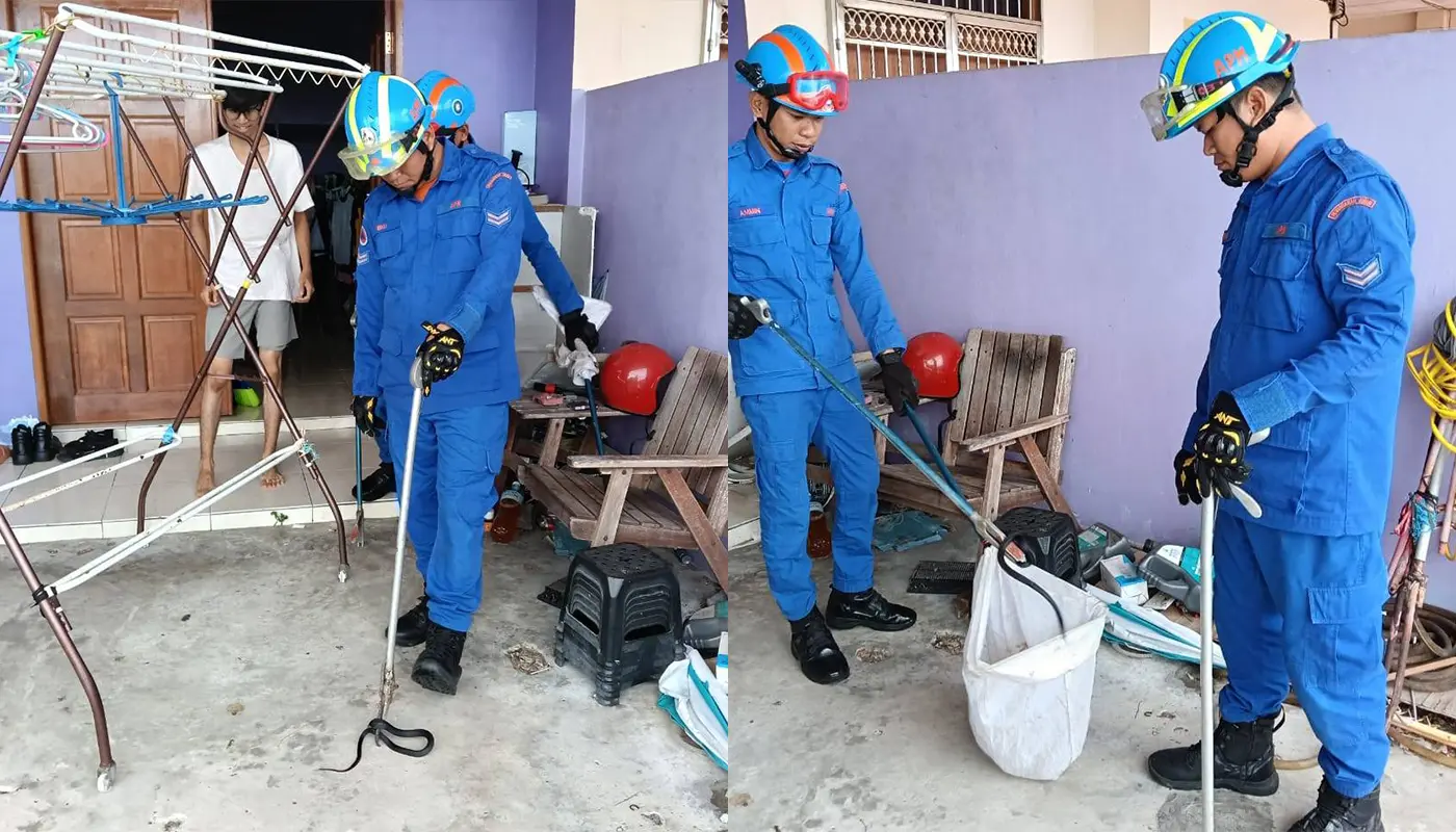 Black Cobra Safely Captured in Mukah Living Room 1 Sarawak, Sarawak News, Mukah, Mukah News, Civil Defence, Emergency Response, Public Safety, Snake Catching