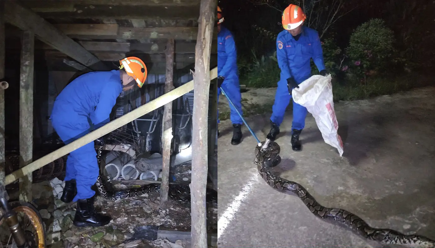 Civil Defence Force Captures 14-Foot Python in Spaoh 1 Sarawak, Sarawak News, Spaoh, Spaoh News, Kampung Tengah Bungin, Public Safety, Civil Defence, APM Spaoh, Snake Capture, Wildlife Control