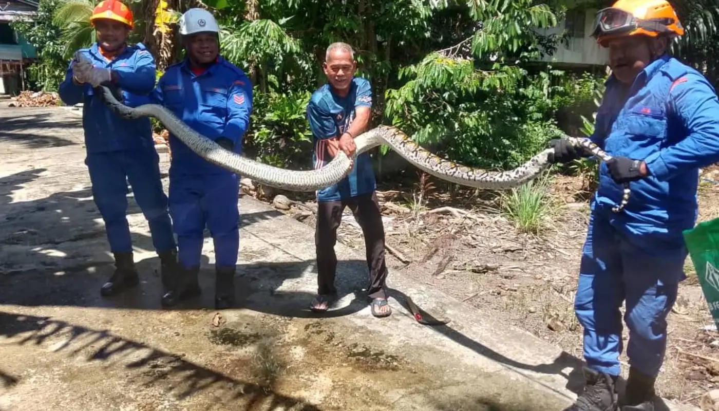 Sarawak, Sarawak News, Spaoh, Spaoh News, Civil Defence, Snake Capture, Wildlife Rescue, Public Safety, Emergency Response