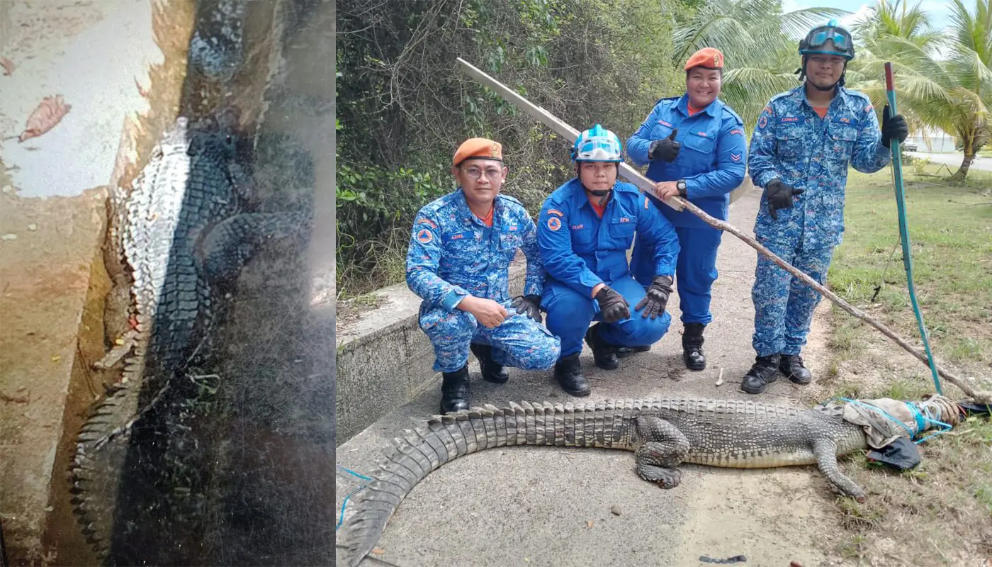Civil Defence Force Captures Crocodile Near Kuching Surau 1 Sarawak, Sarawak News, Kuching, Kuching News, Crocodile, Wildlife Rescue, Public Safety, Civil Defence, APM Kuching