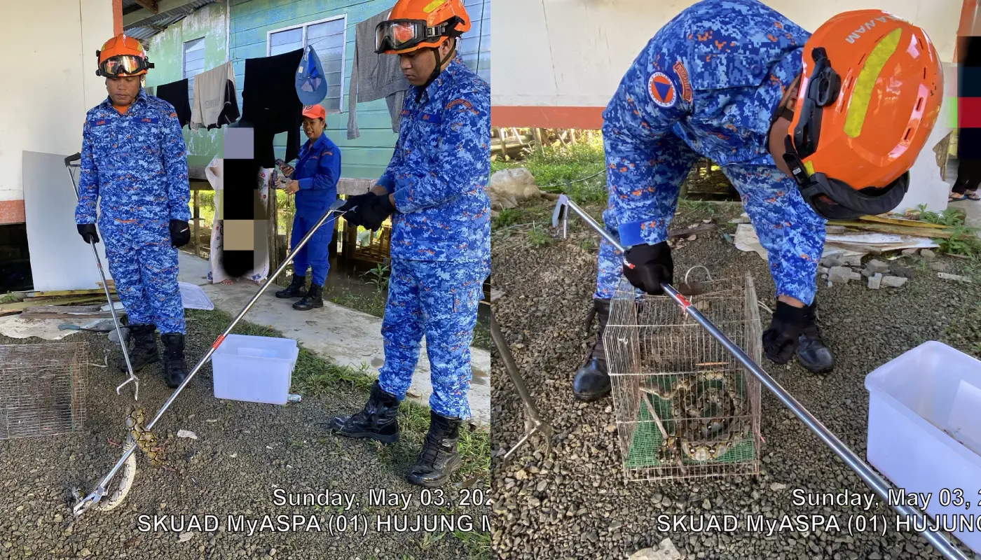 Civil Defence Force Captures Sawa Batik Snake in Lundu 1 Sarawak, Sarawak News, Lundu, Lundu News, Civil Defence, Snake Capture, Public Safety, Emergency Response